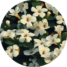 Bacopa Monnieri