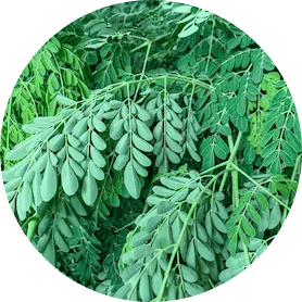Lion’s Mane Mushroom